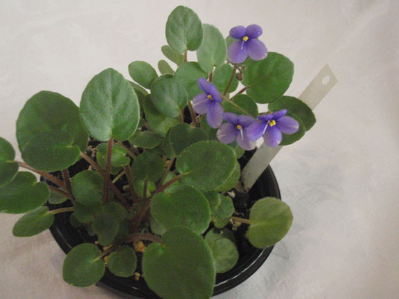Pixie Blue in 2" Pot - Click Image to Close